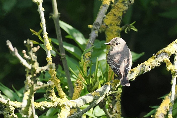 Spotted Flycatcher - Rich Scott.