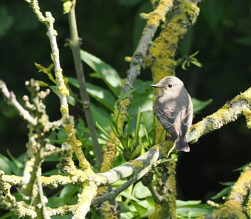 Spotted Flycatcher - Rich Scott.