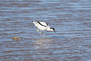 Avocet with yellow leg flags - Rich Scott.