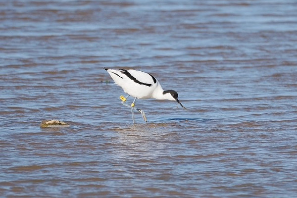 Avocet with yellow leg flags - Rich Scott.
