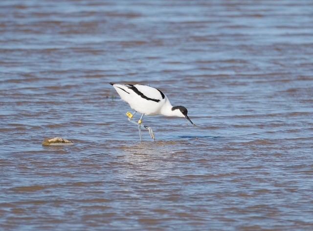 Avocet with yellow leg flags - Rich Scott.