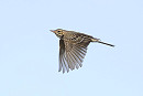 Richard's Pipit - Thomas Willoughby.