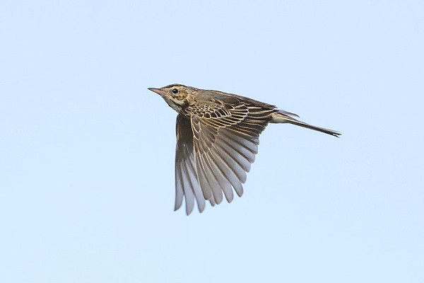 Richard's Pipit - Thomas Willoughby.