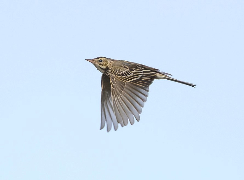 Richard's Pipit - Thomas Willoughby.