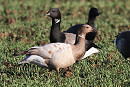 Leucistic Brent Goose - Richard Willison.