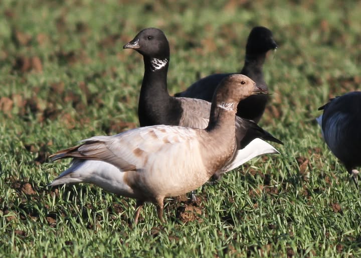 Leucistic Brent Goose - Richard Willison.