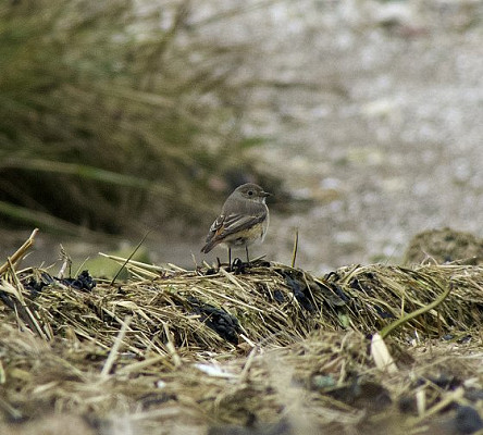 November 2014 Redstart