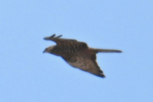 Honey Buzzard - Roger Hackney.