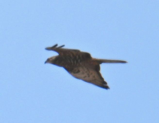 Honey Buzzard - Roger Hackney.