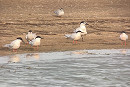 Roseate Tern - Tate Lloyd.
