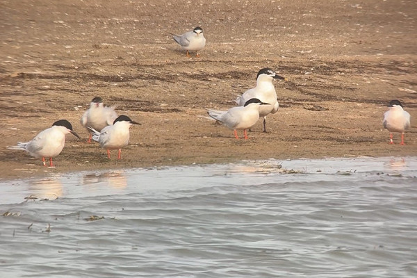 Bird sightings Sunday, 05 July 2026