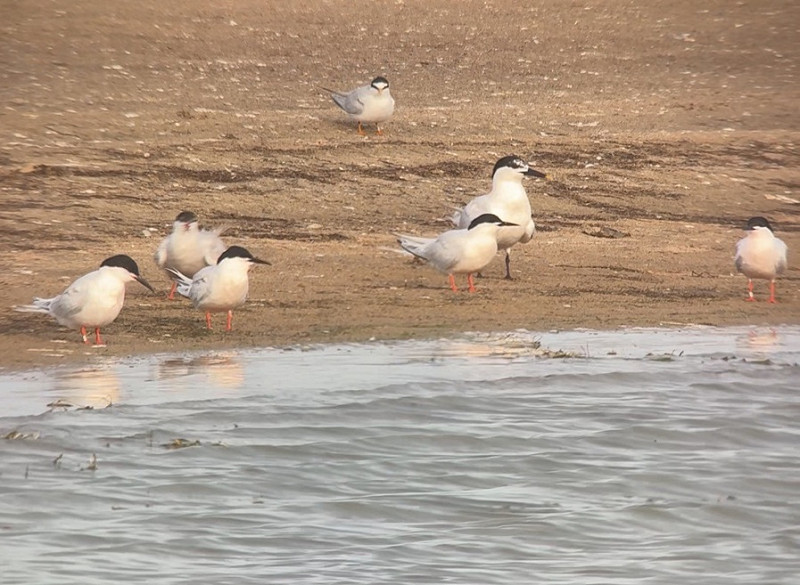 Roseate Tern - Tate Lloyd.