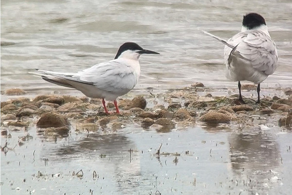 Roseate Tern with juvenile Sandwich Tern - Tate Lloyd.