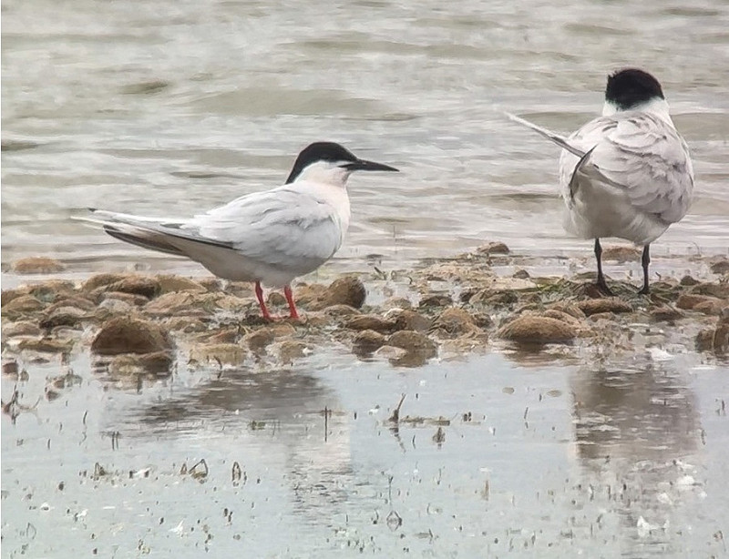 Roseate Tern with juvenile Sandwich Tern - Tate Lloyd.
