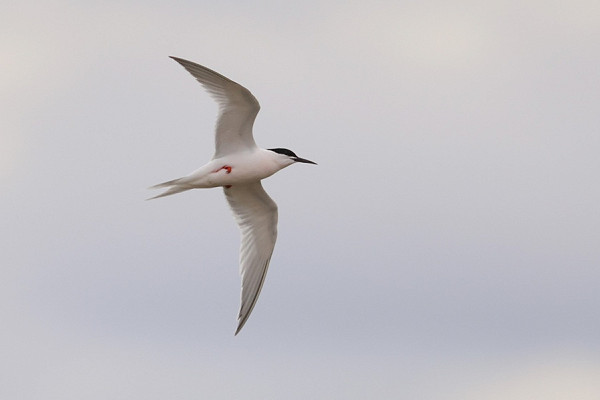 Bird sightings Friday, 03 July 2026