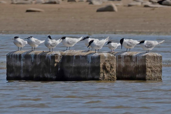 Bird sightings Thursday, 03 July 2025
