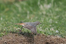 Black Redstart - Rich Scott.