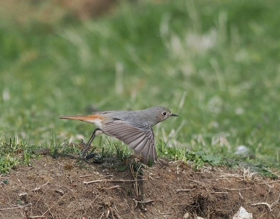 Black Redstart - Rich Scott.