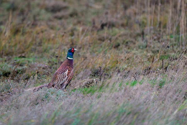Bird sightings Saturday, 06 December 2025