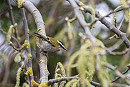Firecrest - RS Wang.