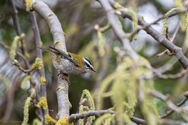 Bird sightings Sunday, 05 April 2026