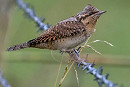 Wryneck - Sam O'Donnnell.