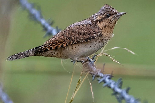 Wryneck - Sam O'Donnnell.