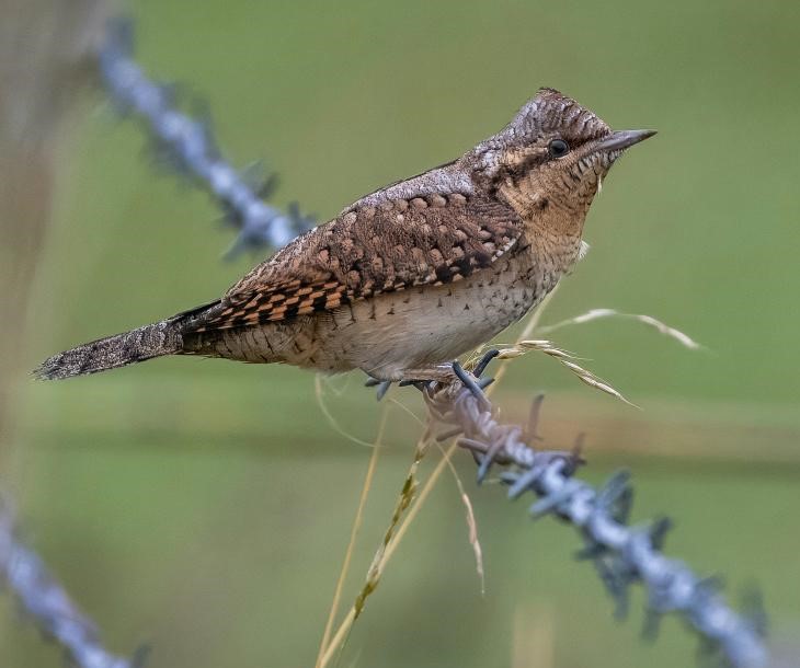 Wryneck - Sam O'Donnnell.