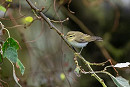 Wood Warbler - Sam O'Donnell.