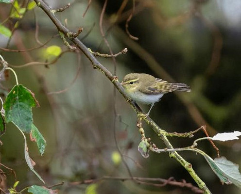 Wood Warbler - Sam O'Donnell.