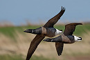 Brent Geese - Steve Clipperton.