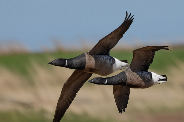 Bird sightings Sunday, 12 April 2026