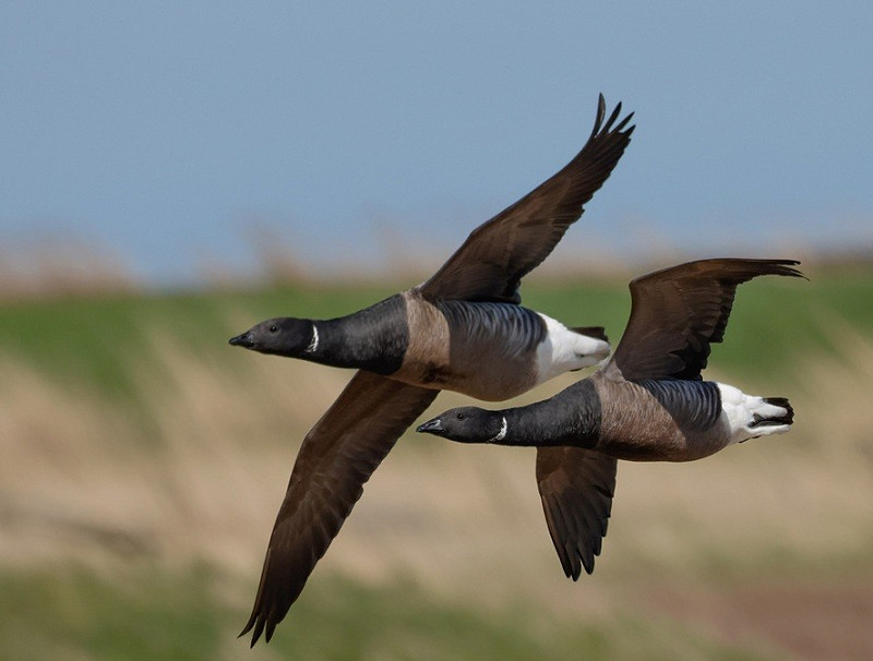 Brent Geese - Steve Clipperton.