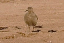 Record shot of Buff-breasted Sandpiper - Steve Clipperton.