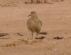 Record shot of Buff-breasted Sandpiper - Steve Clipperton.
