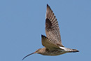 Curlew - Steve Clipperton.