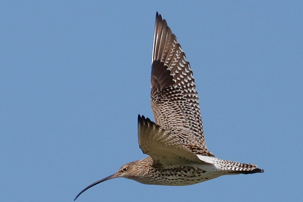 Curlew - Steve Clipperton.