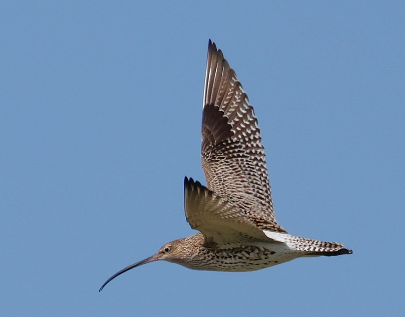 Curlew - Steve Clipperton.