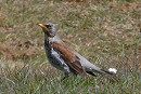 Fieldfare - Steve Clipperton.
