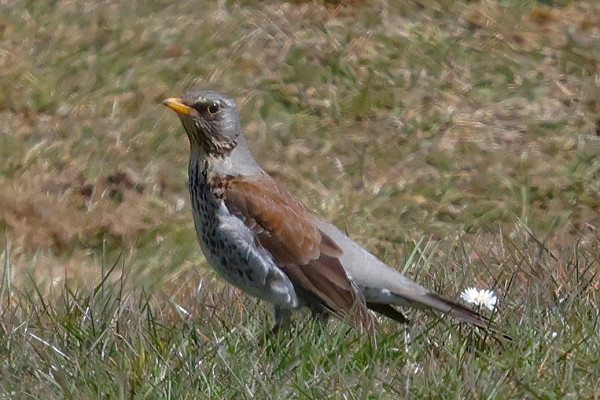 Fieldfare - Steve Clipperton.