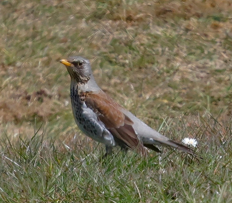 Fieldfare - Steve Clipperton.