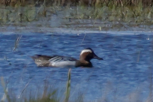 Bird sightings Tuesday, 14 April 2026