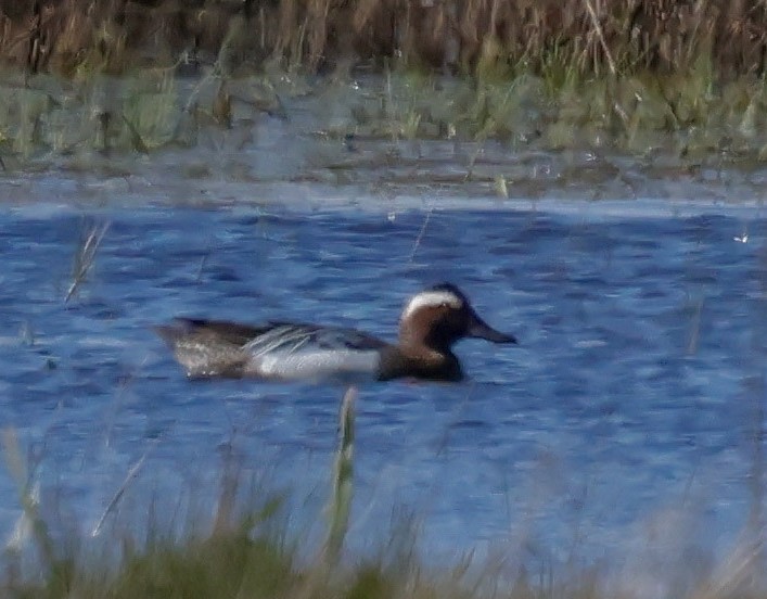 Garganey - Steve Clipperton.