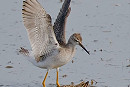 Lesser Yellowlegs with Ruff - Steve Clipperton.