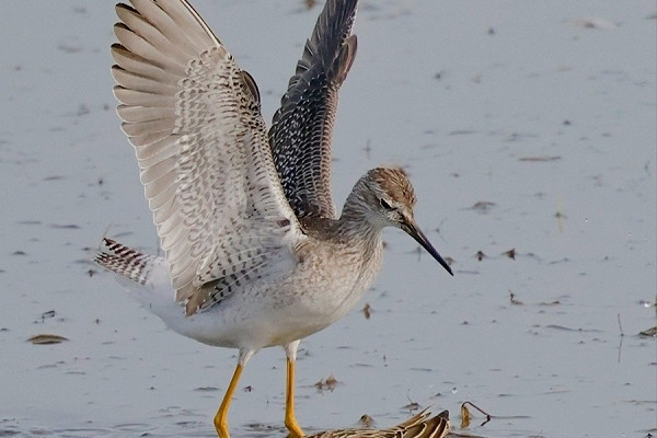 Lesser Yellowlegs with Ruff - Steve Clipperton.