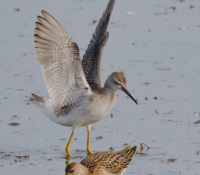 Lesser Yellowlegs with Ruff - Steve Clipperton.