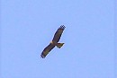 Black Kite. Steve Clipperton. It would appear from Twitter that this is the same bird seen in Lothian two day previously from similar damage on the right side of the tail.
