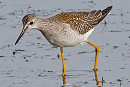 Lesser Yellowlegs - Steve Clipperton.