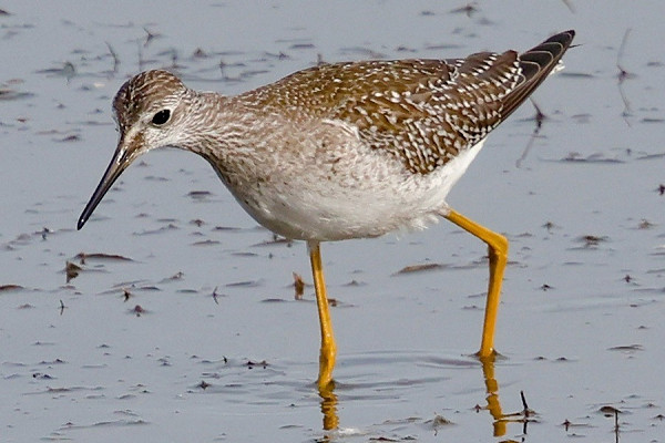 Lesser Yellowlegs - Steve Clipperton.