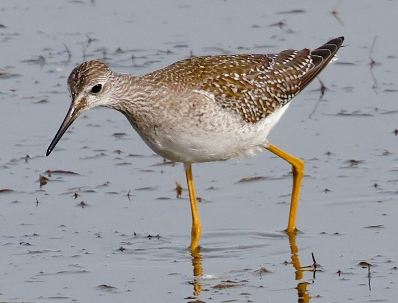 Lesser Yellowlegs - Steve Clipperton.